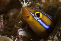 Smiling fangblenny wishing you happy holidays !! by Alex Tattersall 